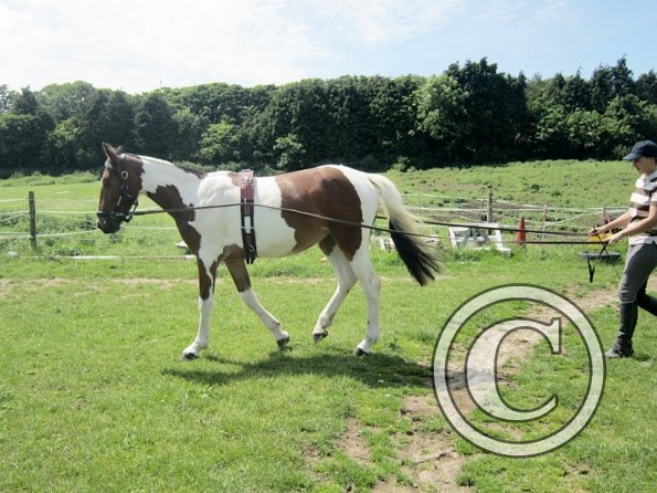 Brodie long reining (10)