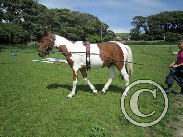 Brodie long reining (11)