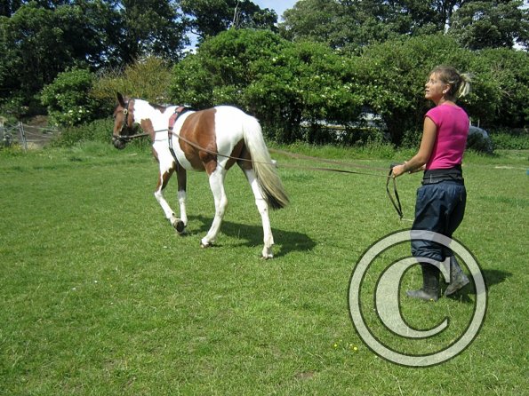 Brodie long reining (12)