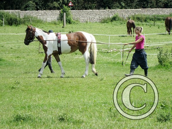 Brodie long reining (14)