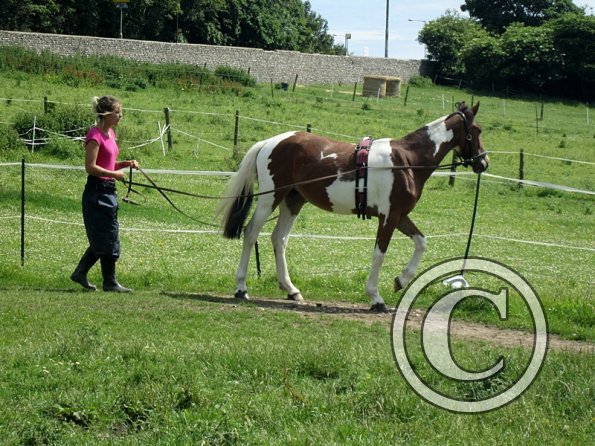 Brodie long reining (15)