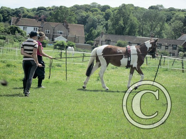 Brodie long reining (16)