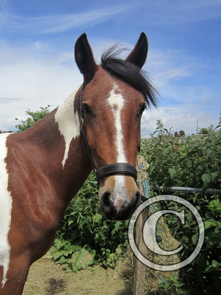 Brodie long reining (2)