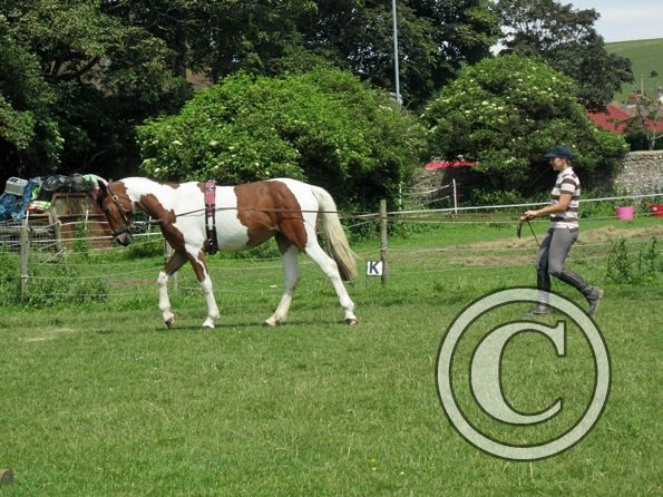 Brodie long reining (3)