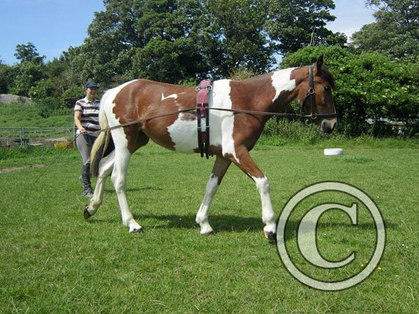 Brodie long reining (4)