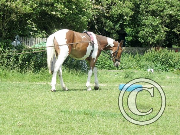 Brodie long reining (5)