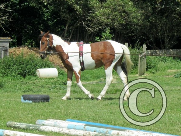 Brodie long reining (6)