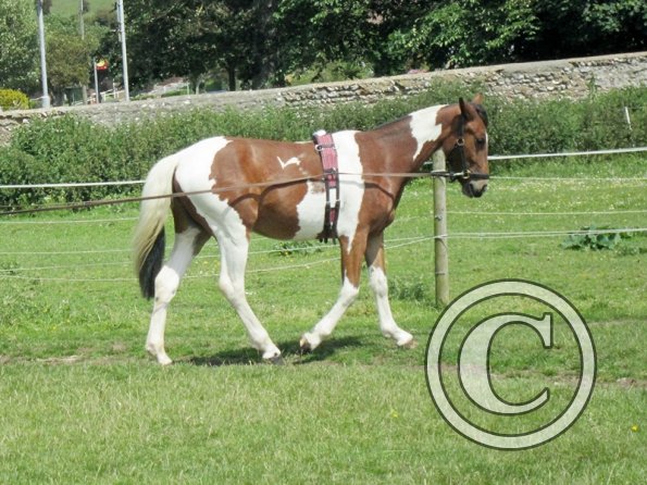 Brodie long reining (7)