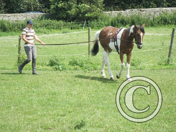 Brodie long reining (8)