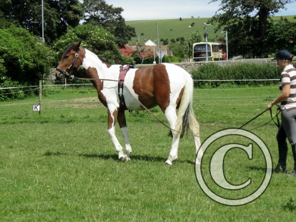 Brodie long reining (9)