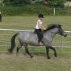 Lily cantering 2.jpg