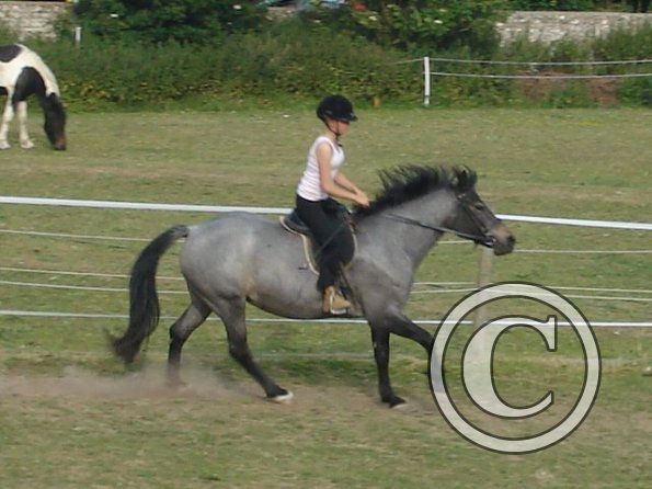 Lily cantering 2.jpg