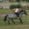Lily cantering 3.jpg
