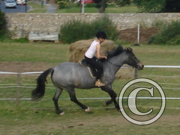 Lily cantering 3.jpg