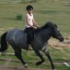 Lily cantering.jpg