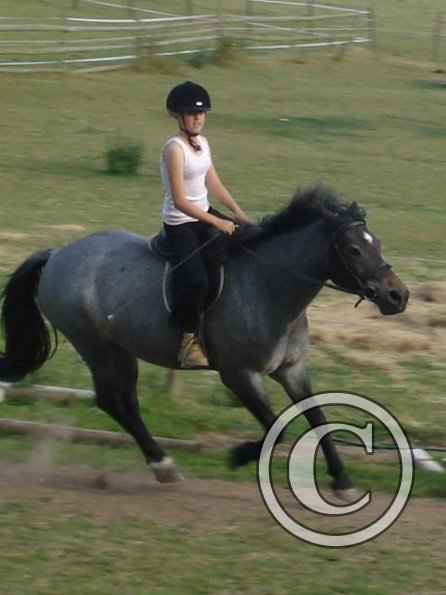 Lily cantering.jpg