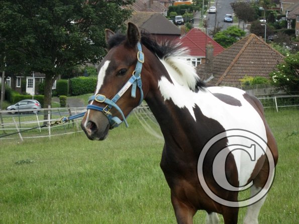 Ghost 2nd time lunge (11)