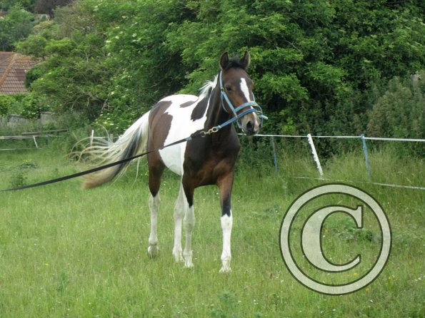 Ghost 2nd time lunge (19)