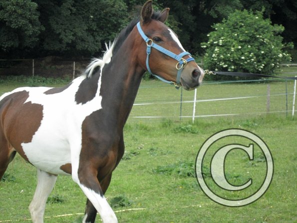 Ghost 2nd time lunge (4)