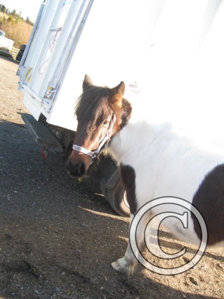 Tilly warming up (4)