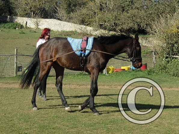 Fluke and Scarlett long reining (2)