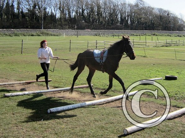 Fluke and Scarlett long reining (3)