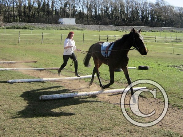 Fluke and Scarlett long reining (4)