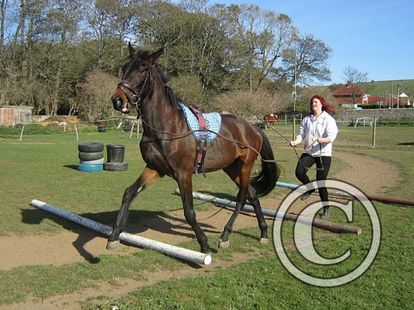Fluke and Scarlett long reining (5)