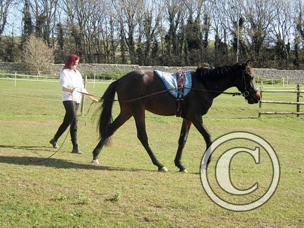Fluke and Scarlett long reining (6)