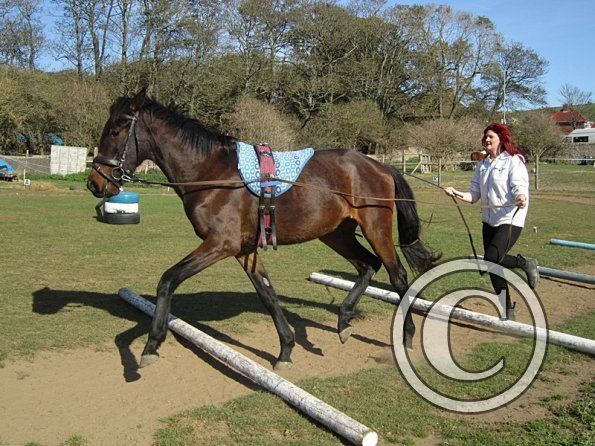 Fluke and Scarlett long reining (7)