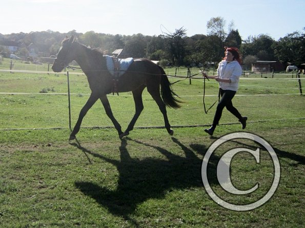 Fluke and Scarlett long reining (8)