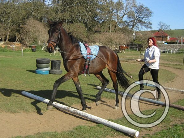 Fluke and Scarlett long reining (9)