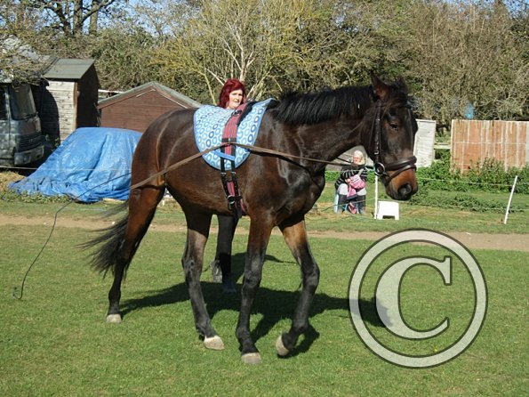 Fluke and Scarlett long reining