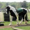 Long reining Willow (10)