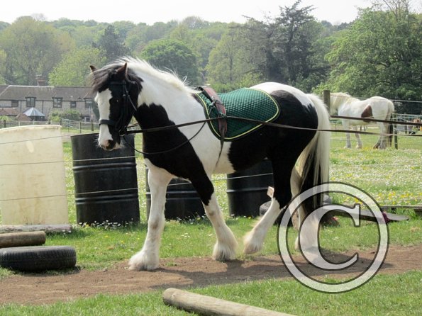 Long reining Willow (10)