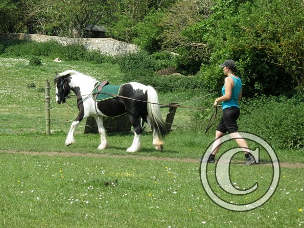 Long reining Willow (11)