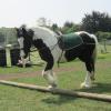 Long reining Willow (12)