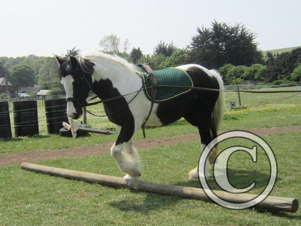 Long reining Willow (12)