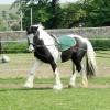 Long reining Willow (13)