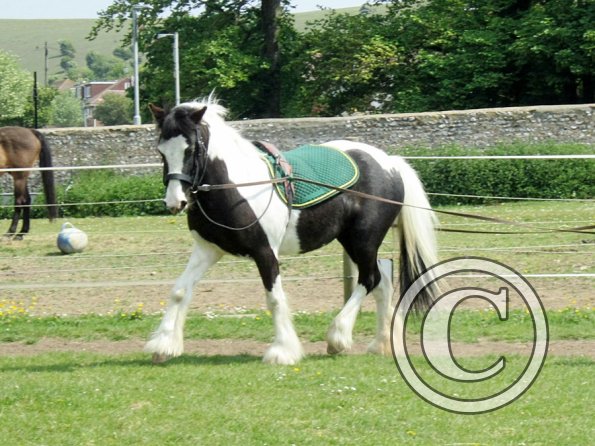 Long reining Willow (13)