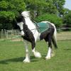 Long reining Willow (14)