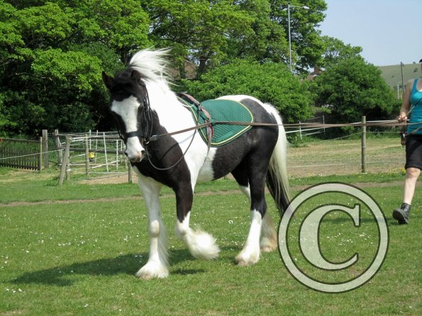 Long reining Willow (14)