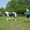 Long reining Willow (15)