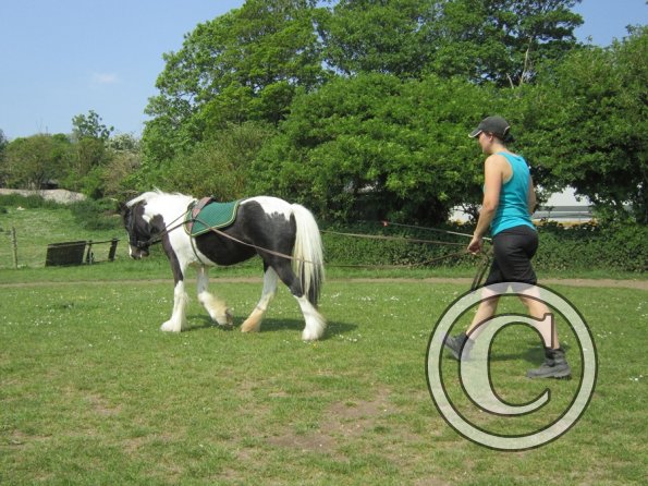 Long reining Willow (15)