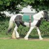 Long reining Willow (16)