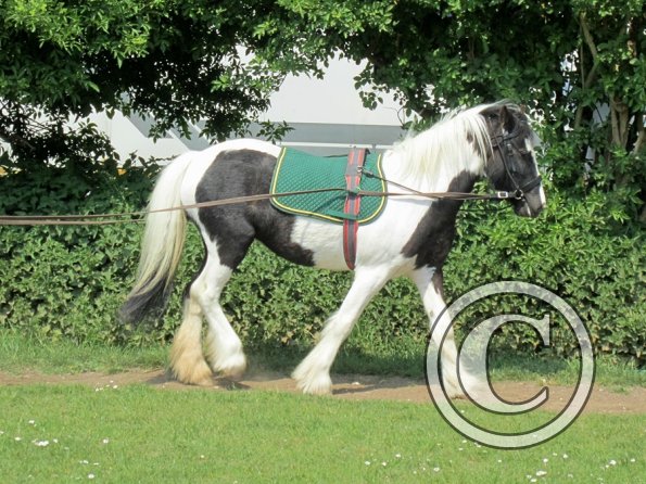 Long reining Willow (16)