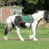 Long reining Willow (17)