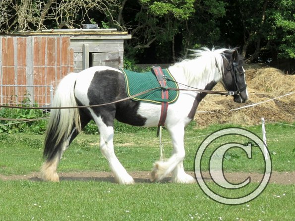 Long reining Willow (17)