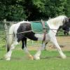 Long reining Willow (18)