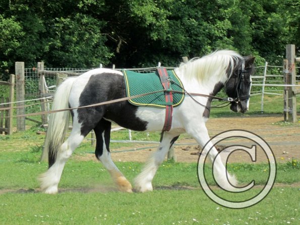 Long reining Willow (18)